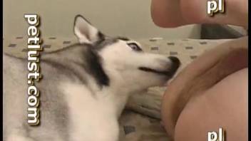 Incredible Husky mounts a stiff cock in amateur bestiality scene