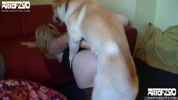 A blonde woman wearing stockings has sex with two dogs at the same time.