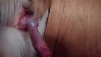 Chubby slut with huge butt demonstrates the size of her puppy's cock