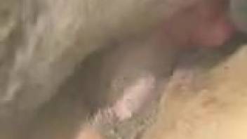 Intense insertion into an opening during steamy zoophilic activity