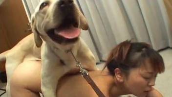 Blowjob pig