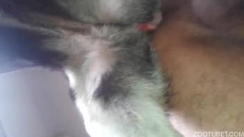 Canine's rigid crimson cock penetrates a snug rear from below