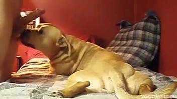 Alluring well-trained dog sniffs and licks a throbbing erection