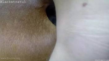 Plump dude banging a female horse's soaked pussy doggy style