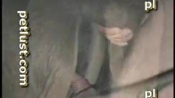 Rancher shoves his stiff cock into a horse's butthole