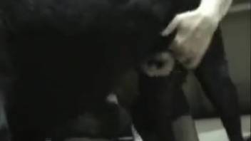 Blonde bombshell in stockings banging a horny black dog
