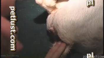 Aroused guy intensely penetrates goat in wild zoo settings