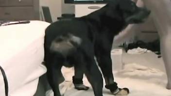 Flawless ebony labrador intensely pounds the snug vagina of a sexy female owner