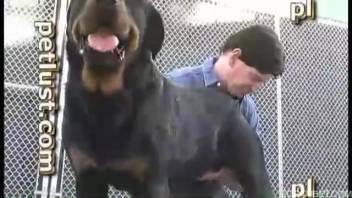 Ebony canine gracefully penetrated the snug rear of an animal enthusiast