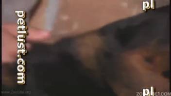 Expert animal lover bangs his dark furry pet on the mattress
