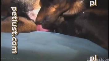 Guy is stroking his cock while blowing his dog's shaft