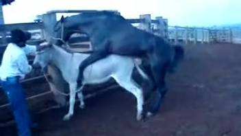 Incredible buff stud roughly pounds a tiny pale filly