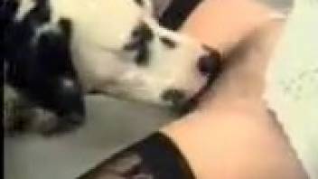 Spotted dog pounding a brunette novice MILF