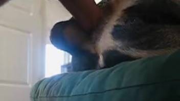 Merciless vaginal pounding for an extremely yielding creature