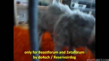 Adorably petite pup attempts to lap and fellate my cock