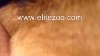 Attractive close-up bestiality scene with an eager animal