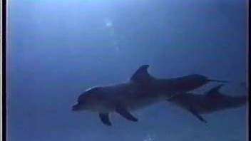 Passionate dolphins enjoy incredible intimacy in the gorgeous azure sea