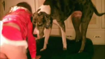 Adorable petite pup tongues the moist pussy of a busty animal enthusiast