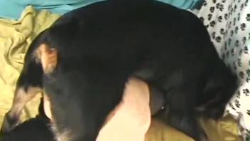 Filthy flick showcasing a leashed animal lover and a well-endowed pooch