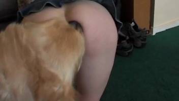 Aroused vixen gets pounded by her canine in a trio