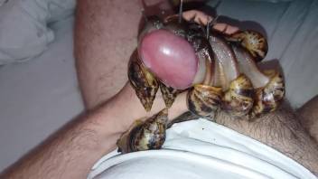 Snails crawling on guy's cock