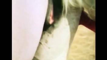 Intimate hidden camera bestiality clip centered on an equine penis