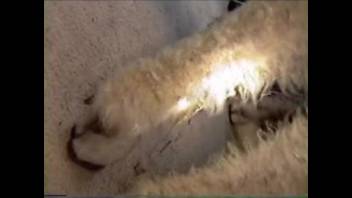 Hot ewe being pounded deeply on the ground