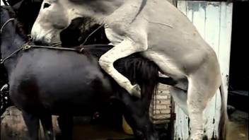 Guy gets really turned on by watching horses have sex and he absolutely loves it