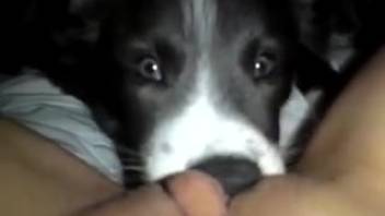Hottie with a soaked pussy being tongued by a freaky mutt