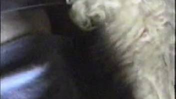 Intimate adult video showing a guy deeply penetrating a fluffy beast