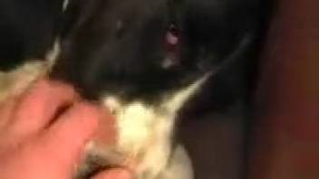 Plump red-haired woman bangs a dog for her husband