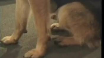 Intense bestiality scene featuring a blond spouse suffering through rough dog erotica