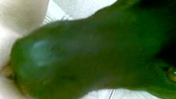 Tasty homemade vagina being tongued by a perverted canine