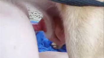 Woman in purple hoodie reveals her vagina to be penetrated by a dog