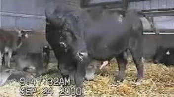 Peeping tom beast sex clip centered on a steamy animal dick