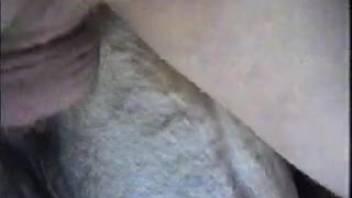 Guy enjoys thrusting into the horse's snug vagina in unique manners