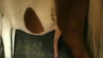 Sexy chick in nylons gets pounded by a well-endowed stud