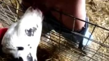 Chubby guy chooses to face-fuck a hot chick dressed as a cow on webcam