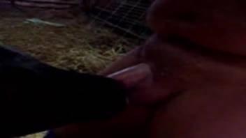 Intimate homemade bestiality video featuring a guy and a young calf