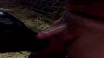 Obese animal enthusiast happily throat-pounding a bovine