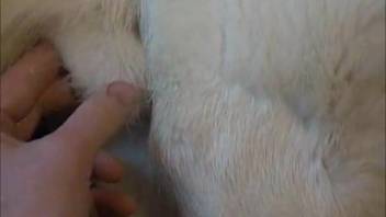 Hot pup with a snug butthole being roughly fingered