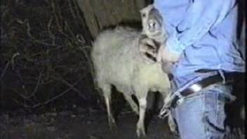 Denim outfit guy throat-banging a ewe