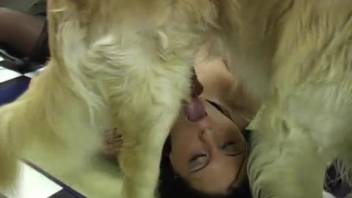 Brown-haired woman in stockings receives an aggressive deepthroat from an excited dog