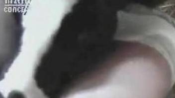 cow