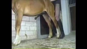 Aroused lady gets invigorated by the enormous equine dick