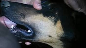 Guy throat-fucking a hot female dog in a forbidden adult film