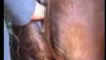 Wavy-haired mature woman fisting a female horse in the stable