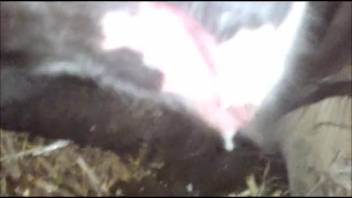 Plump animal lover guy banging a hot creature doggy style