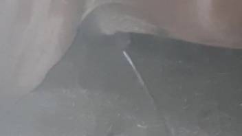 Secret footage featuring a stallion's enlarging penis