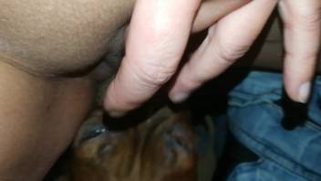 Steamy bestiality cunt being tongued in a first-person view clip